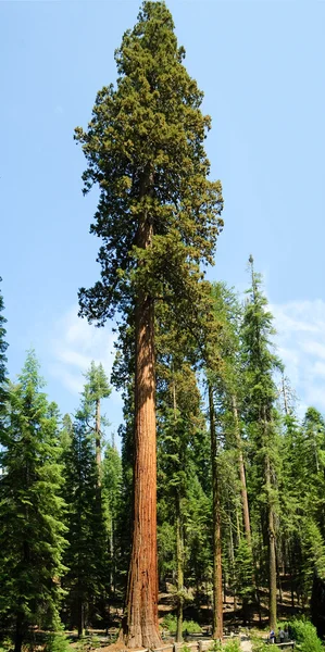 Sequoia Gigantica — Zdjęcie stockowe