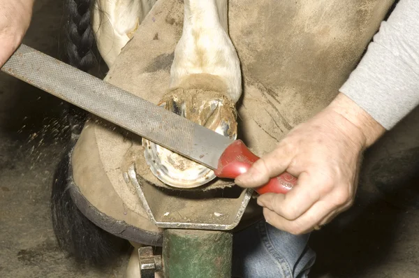Hoefsmid die werken aan schoen van het paard — Stockfoto