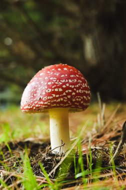 aminita muscaria - Zehirli mantar