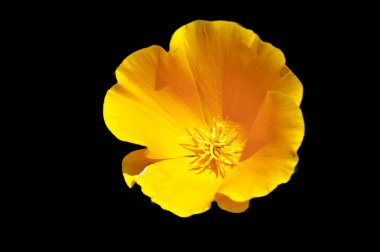 California Poppy clipart