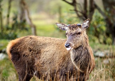 Red Deer Stag sticking tongue out clipart