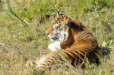 güneşin altında istirahat bengal kaplanı