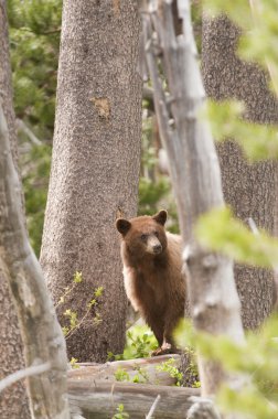 American Black bear in Yosemite national park clipart
