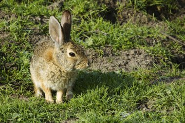 Bunny rabbit sitting and waiting clipart