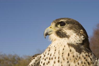 Peregrine falcon - Merlin crossbreed clipart