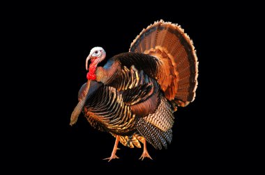 Turkey on black clipart