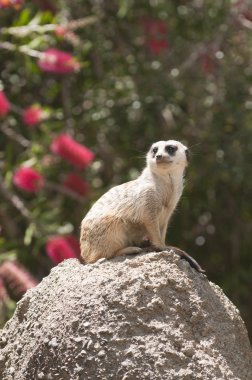 Meerkat sentry clipart