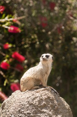 meerkat şeyleri kontrol dışarı