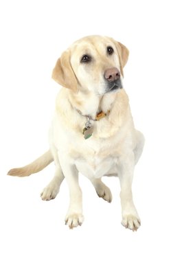 White Labrador clipart