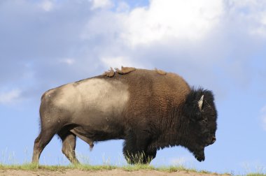 ikonik buffalo