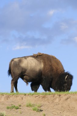 ikonik Kuzey Amerikan buffalo