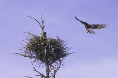 Eagle coming in to land clipart