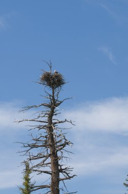 Bald eagle on the nest clipart