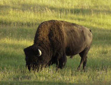 Iconic bison in Yellowstone clipart