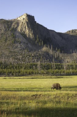 Yellowstone'da ikonik bison