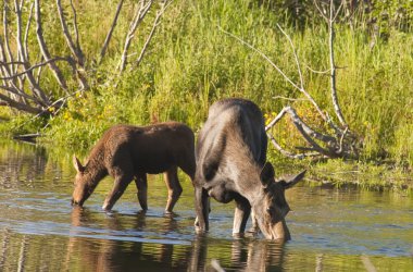 Cow Moose and calf feeding clipart