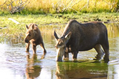 Cow moose feeding in a pond clipart