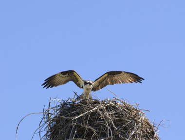 Osprey arrivng at nest clipart