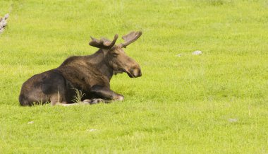 Alaskan animals-moose clipart