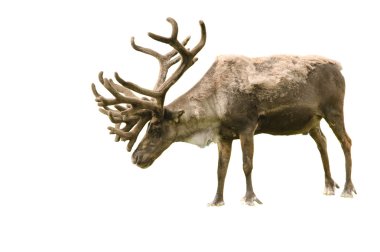 Alaskan animals-caribou clipart