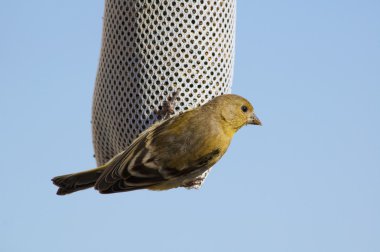 Lesser Goldfinch clipart
