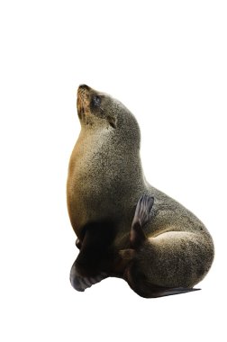 Sea lion clipart