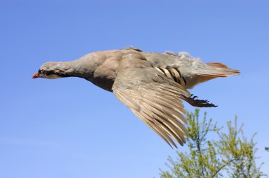 Chukar in flight clipart