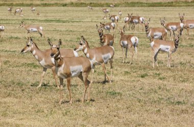 Kuzey Amerika pronghorn