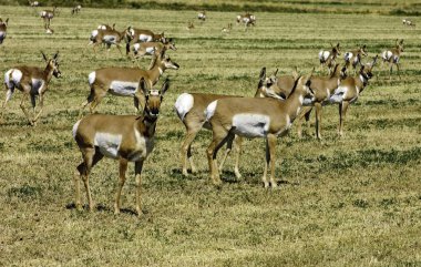 Kuzey Amerika pronghorn