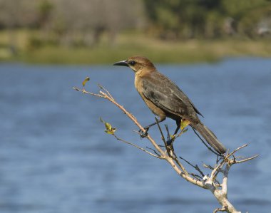 yetişkin kadın boatailed grackle