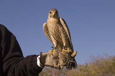 Merlin tatlı