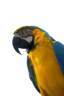 Colorful Macaw on white clipart