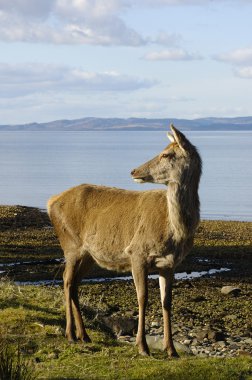 Red deer doe on shoreline clipart