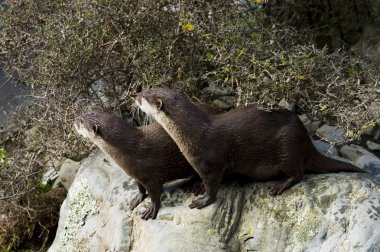 malasian kısa pençeli otter