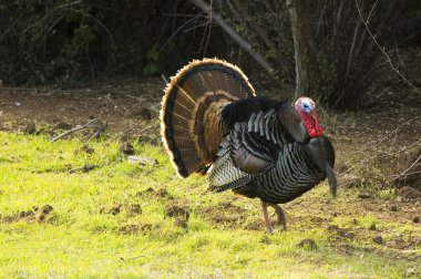 Turkey tom strutting clipart