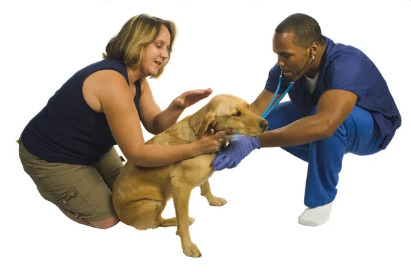 Jovem veterinário afro-americano com cão e dono — Fotografia de Stock