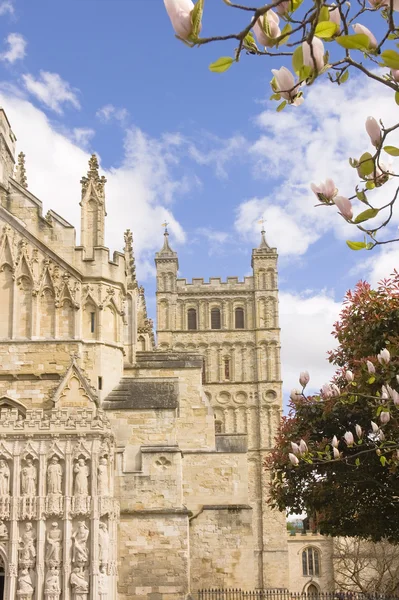 stock image View of Exeter cathedral with magnolia trees in blossom during s