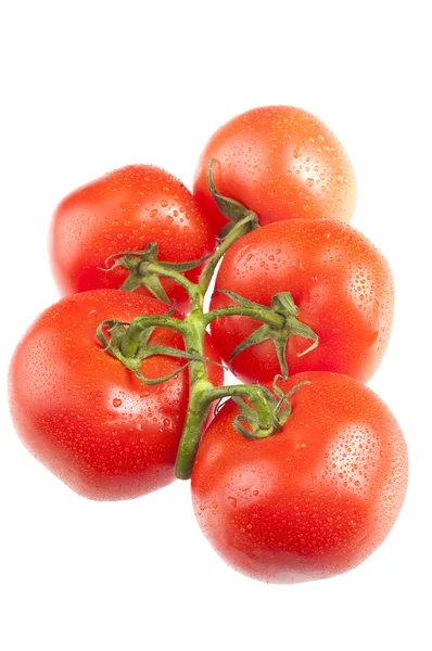 新鮮なトマトの白 — ストック写真