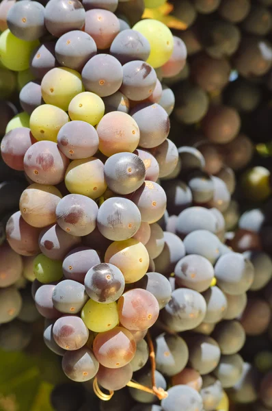 La maduración de uvas rojas en la vid en un viñedo en el valle de Napa — Foto de Stock