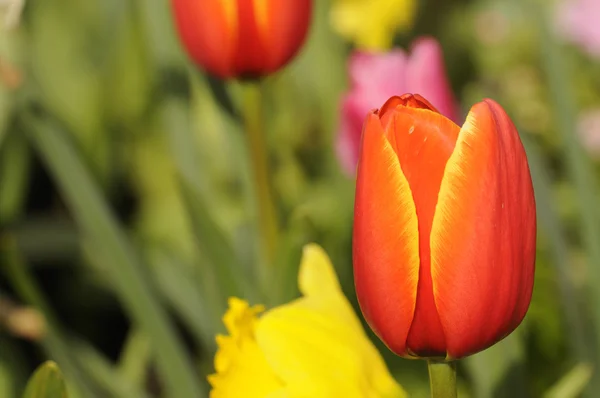 stock image Red tulip closeup