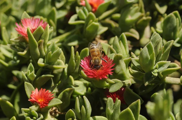 Εργαζόμενος μέλισσα συλλέγει νέκταρ από πάγο φυτό να ανθοφορήσει — Φωτογραφία Αρχείου