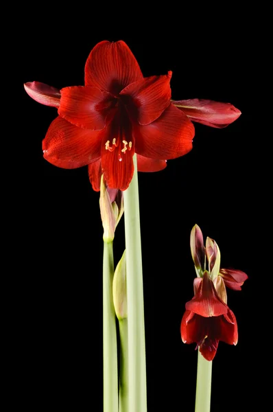 黒い背景にアマリリスの花 — ストック写真