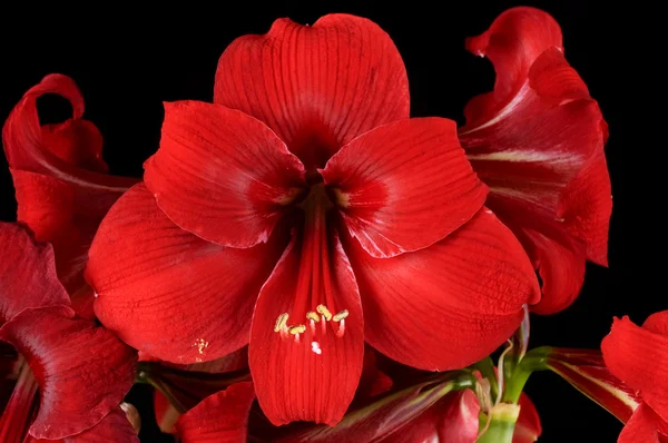 Red amaryllis — Stock Photo, Image
