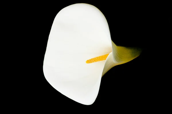 Geïsoleerde iris — Stockfoto