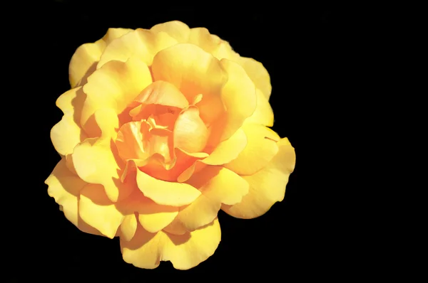 Yellow rose of texas — Stock Photo, Image