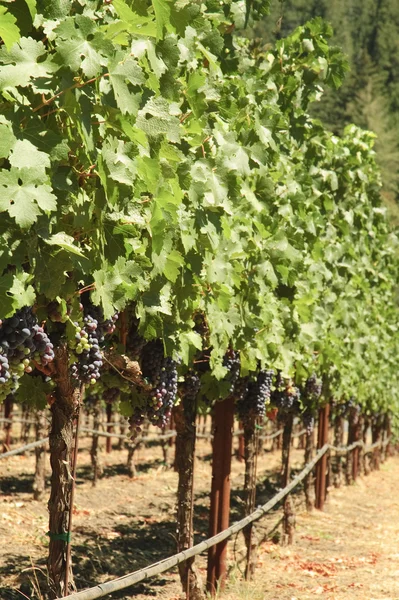 Виноградні лози — стокове фото