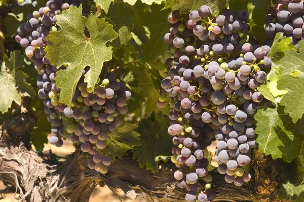 Виноградна лоза в долині Напа, Каліфорнія — стокове фото