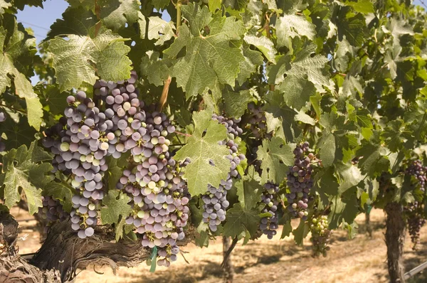 Vinná réva v napa valley, Kalifornie — Stock fotografie
