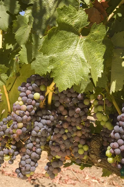 Uvas frescas de maduración —  Fotos de Stock