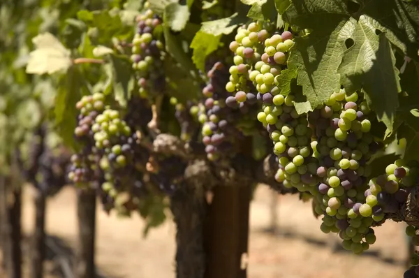 Grapevine in Valle de Napa, California —  Fotos de Stock